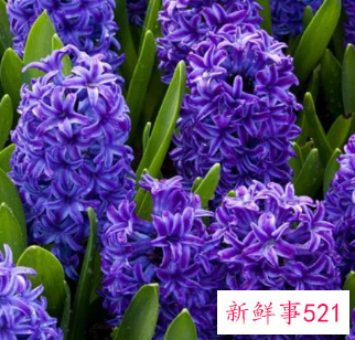 代表妇女的花语