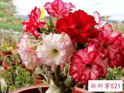 耐干旱好养活的花种