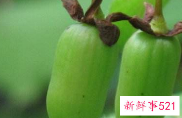 小猕猴桃叫什么枣