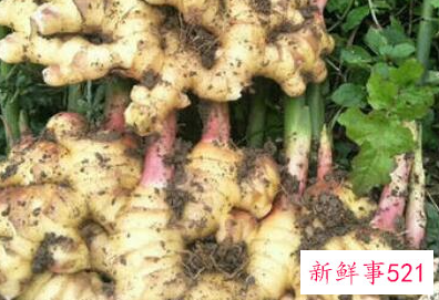 山竹根的作用与功效