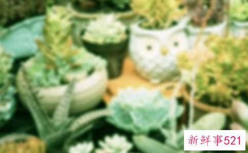 盆栽花卉正确的浇水方法有哪些