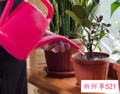 盆花浇水的三种方法