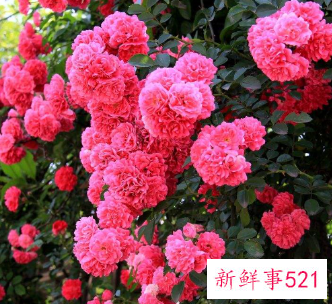 代表妇女的花语