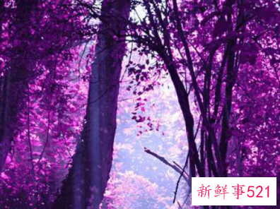 爱情中紫色代表什么