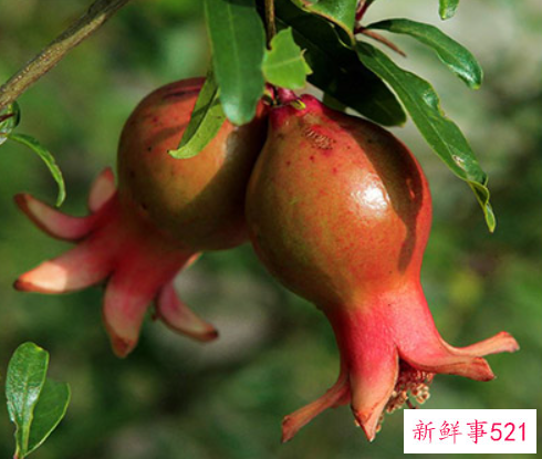 十大抗衰老水果是那些