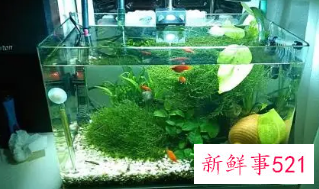 家里养鱼有什么注意的