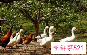 梦见养鸡鸭鹅是什么预兆