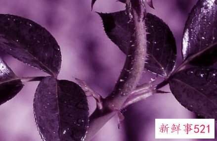 爱情中紫色代表什么