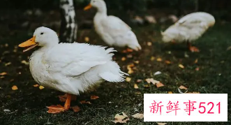 梦见养鸡鸭鹅是什么预兆