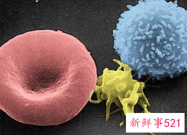 白细胞高是怎么回事