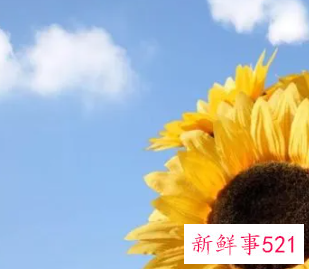 代表太阳和希望的名字