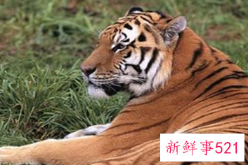 虎年生孩子好吗