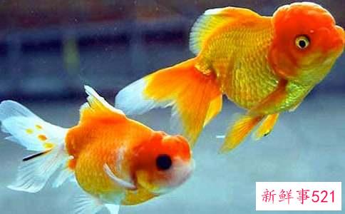 金鱼粪便怎么处理