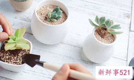 多肉的功效与好处