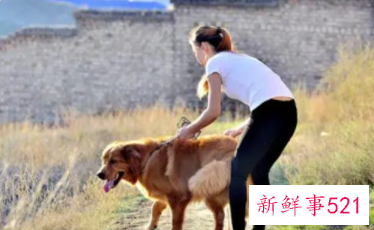 室内养狗对女性的危害