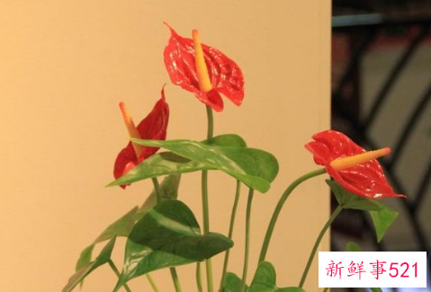 家里养什么花风水好,招财,身体好