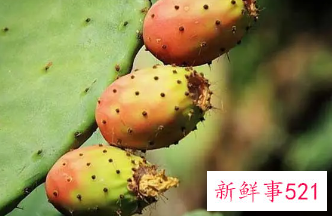 仙人果吃了对人体有什么好处