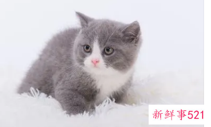 梦见猫粘着我而且很亲密