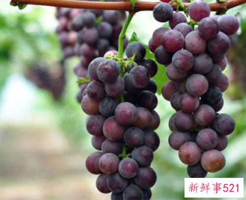 十大抗衰老水果是那些