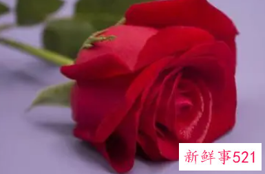 代表妇女的花语