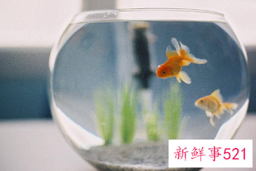 家里养鱼有什么注意的