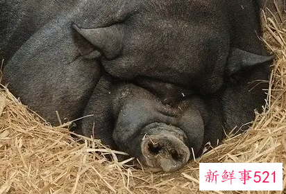 梦见卖小母猪有什么意思