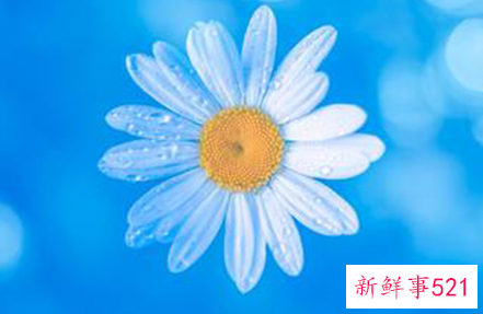 洋甘菊护肤品究竟有哪一些