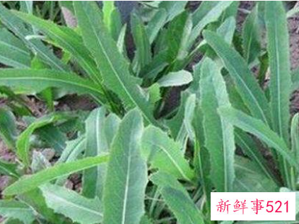 野苦麻菜的功效与作用