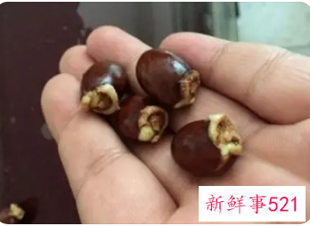 荔枝盐核的功效与作用荔枝盐核的药用价值