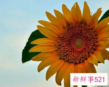 代表太阳和希望的名字