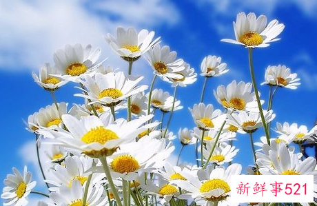 洋甘菊护肤品究竟有哪一些