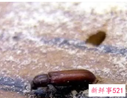 家里木家具生虫怎么办