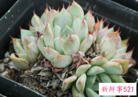 多肉生气根是怎么回事