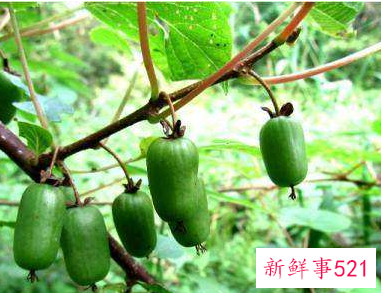 小猕猴桃叫什么枣