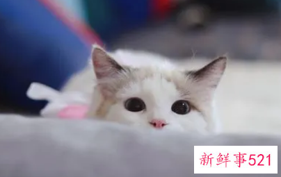 梦见猫粘着我而且很亲密