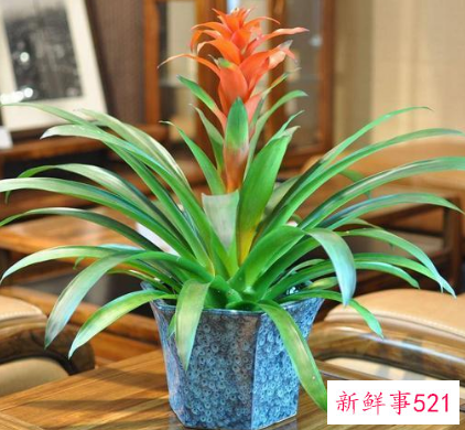 家里养什么花风水好,招财,身体好