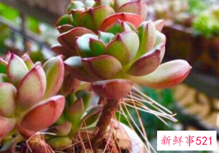 多肉生气根是怎么回事