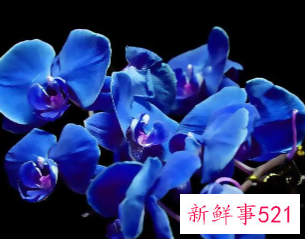 蓝色高雅的叫法