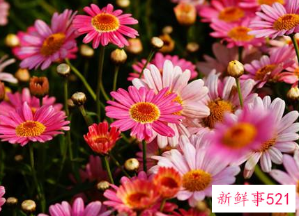 耐干旱好养活的花种