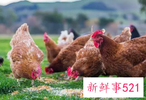 梦见养鸡鸭鹅是什么预兆