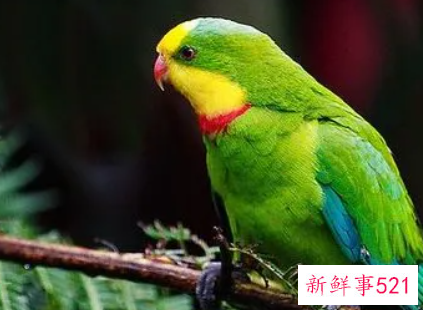 鹦鹉品种及名称