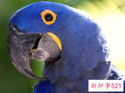 鹦鹉品种及名称