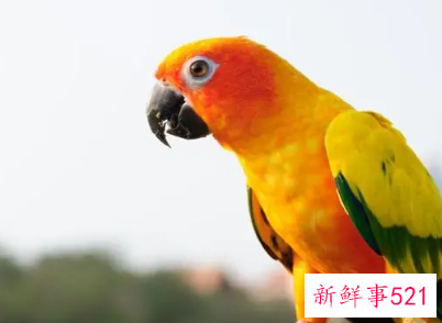 鹦鹉品种及名称