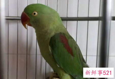 鹦鹉品种及名称