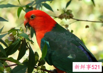 鹦鹉品种及名称