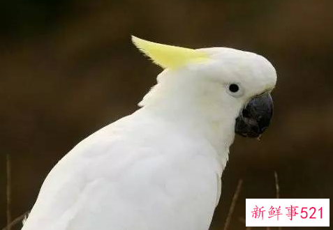 鹦鹉品种及名称