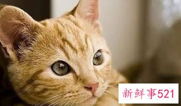 梦见一只会说话的猫是什么意思