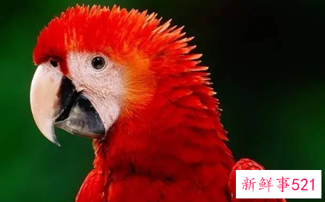 鹦鹉品种及名称