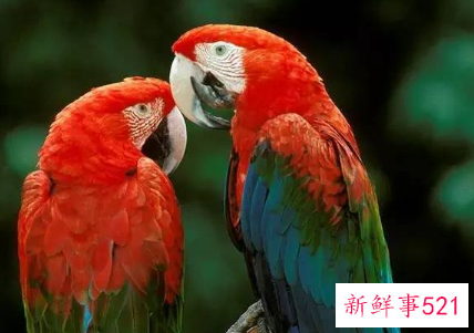 鹦鹉品种及名称