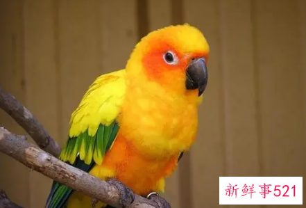 鹦鹉品种及名称